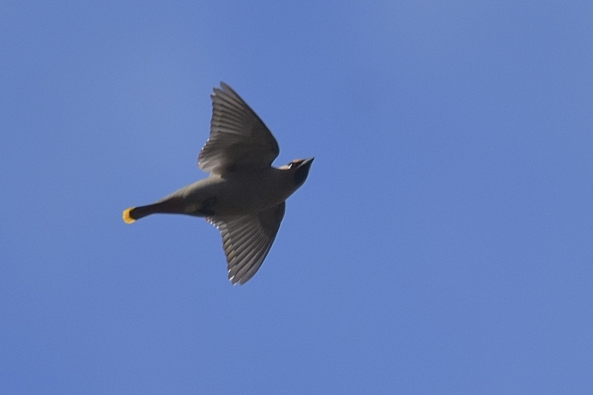 Bohemian Waxwing - ML645852163