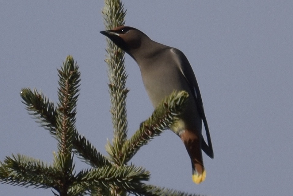 Bohemian Waxwing - ML645852164