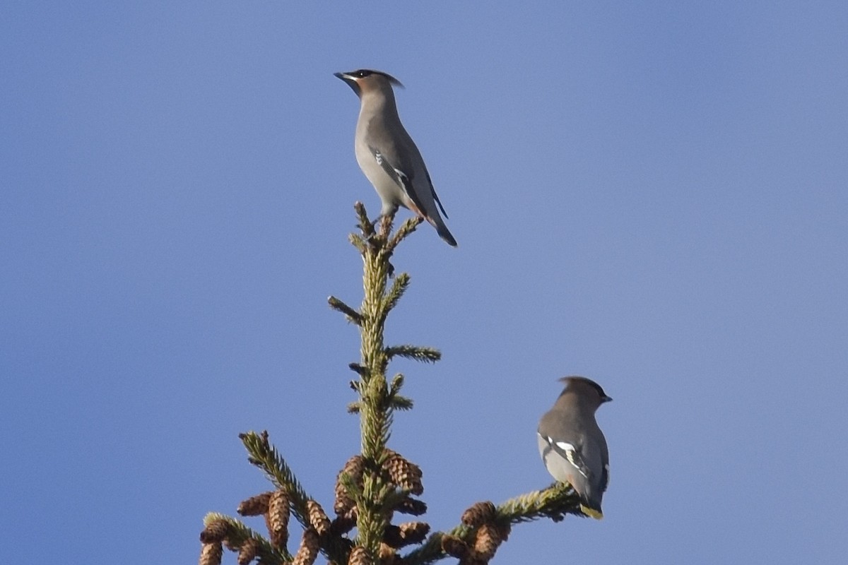 Bohemian Waxwing - ML645852165