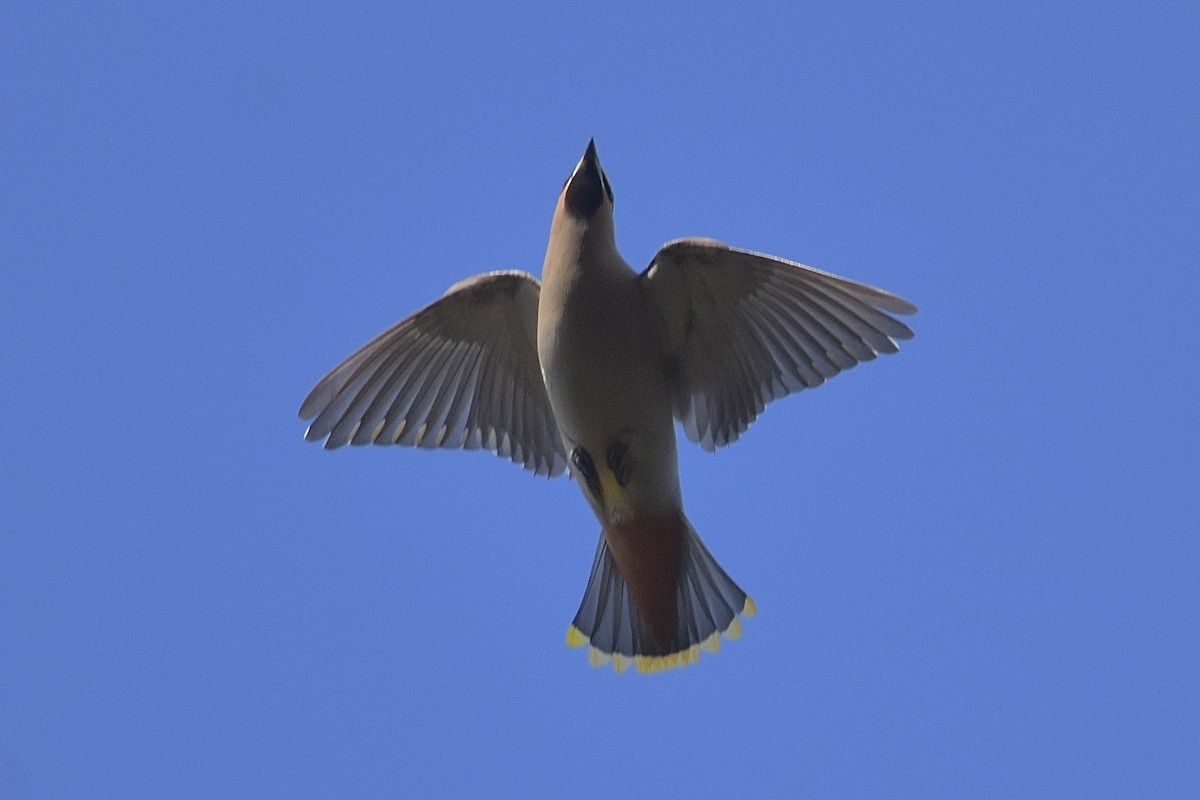 Bohemian Waxwing - ML645852167