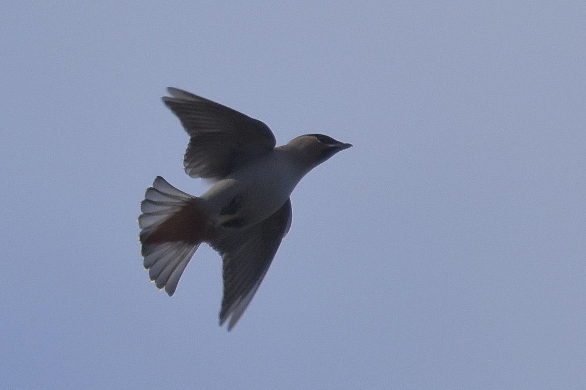 Bohemian Waxwing - ML645852168