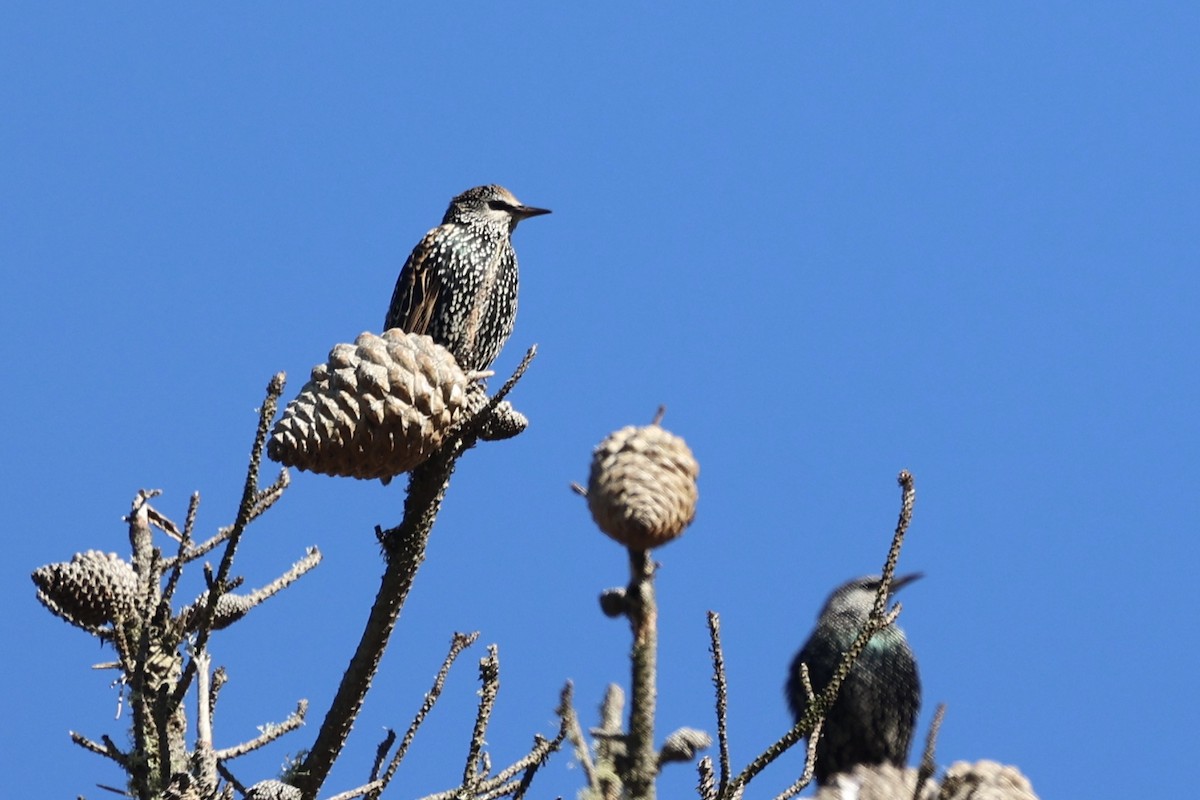 Шпак звичайний - ML645852182
