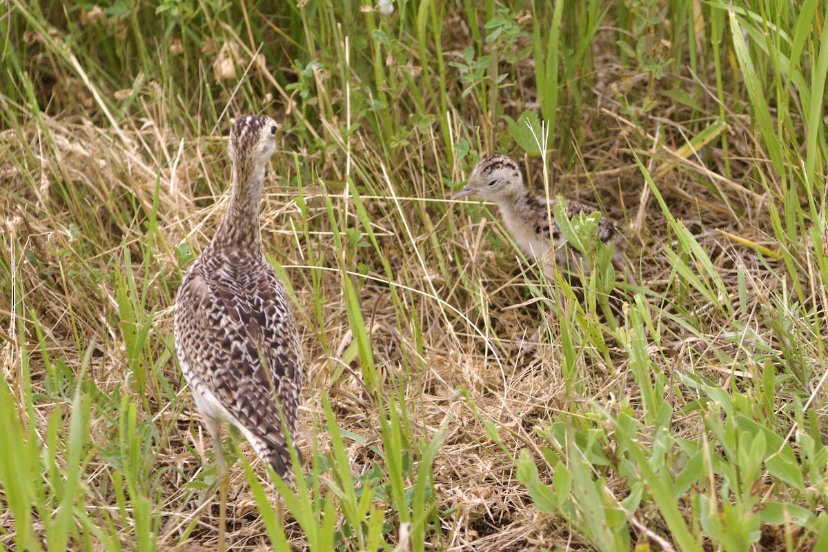 Бартрамія - ML645852183