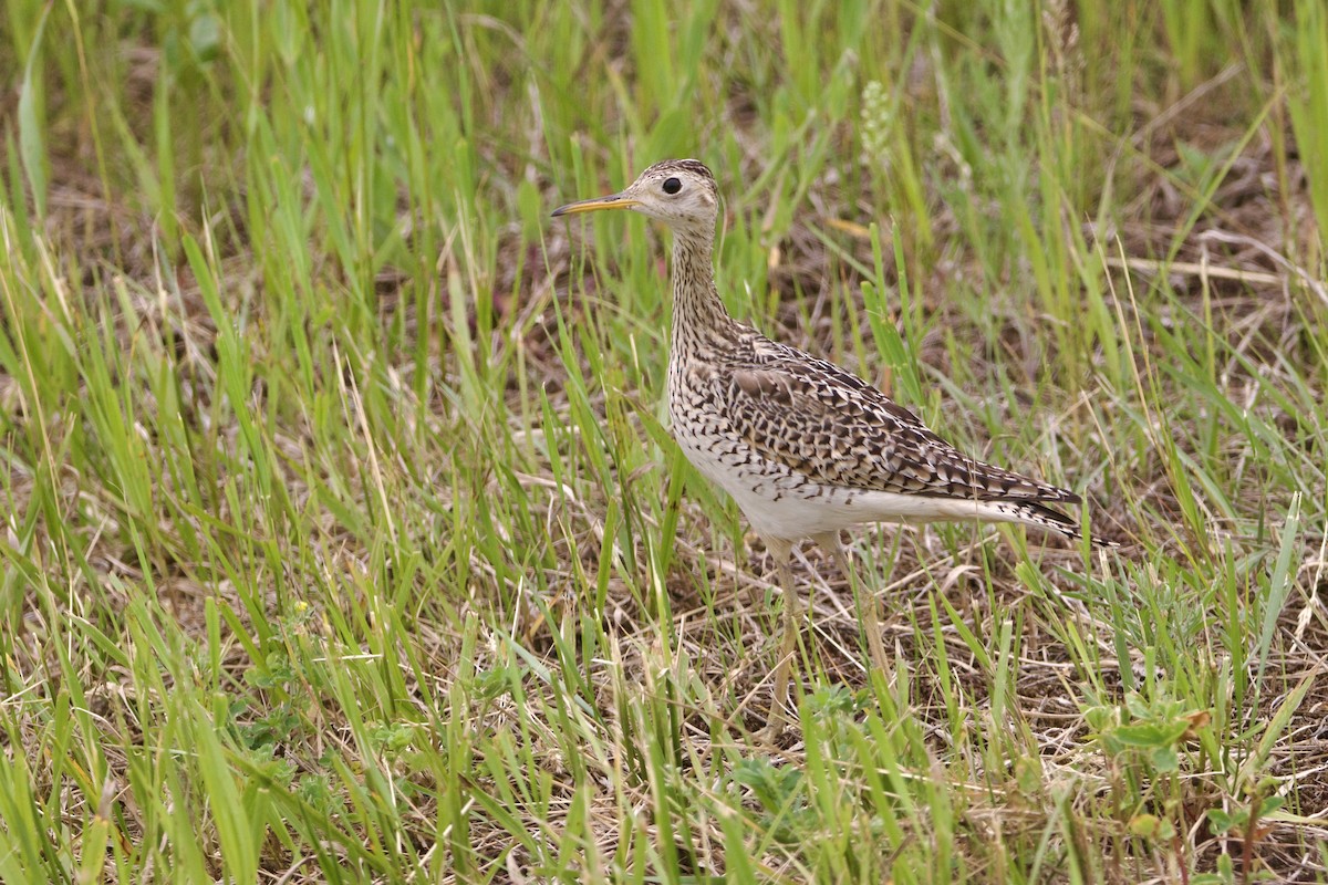 Бартрамія - ML645852186