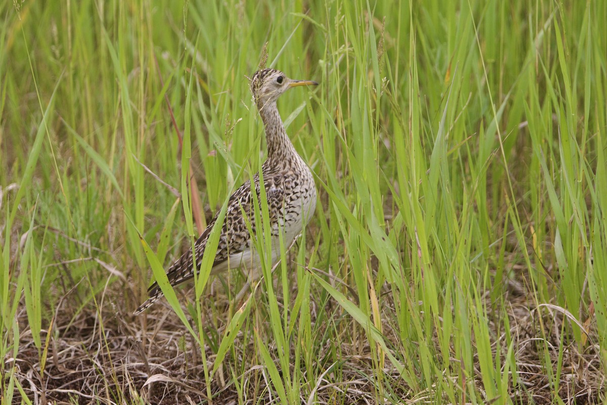 Бартрамія - ML645852187