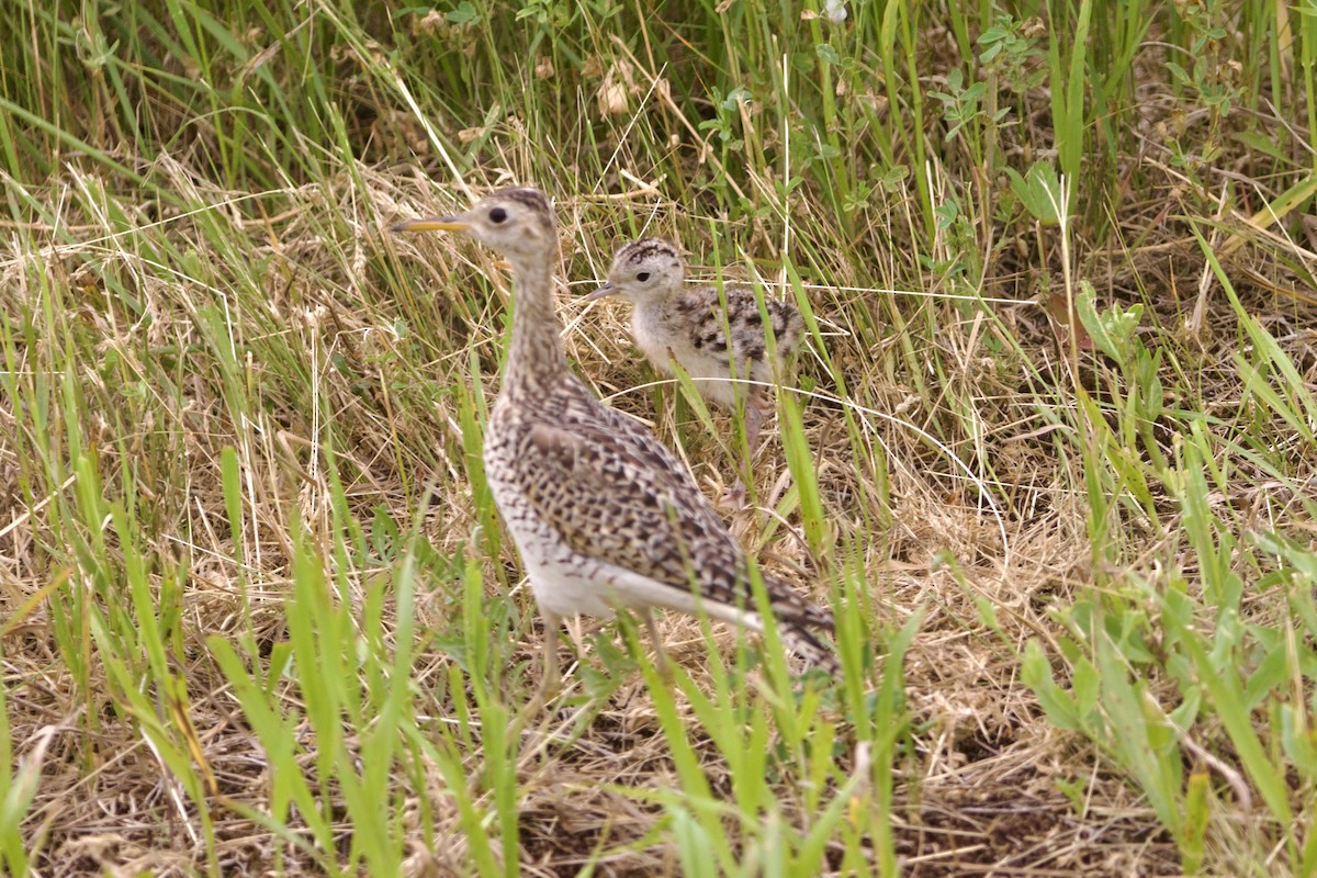 Бартрамія - ML645852188
