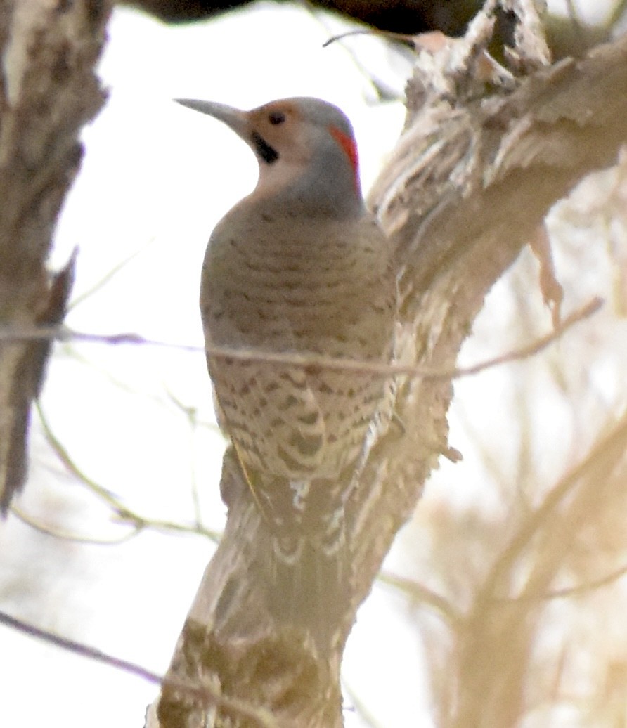 Декол золотистий - ML645852189