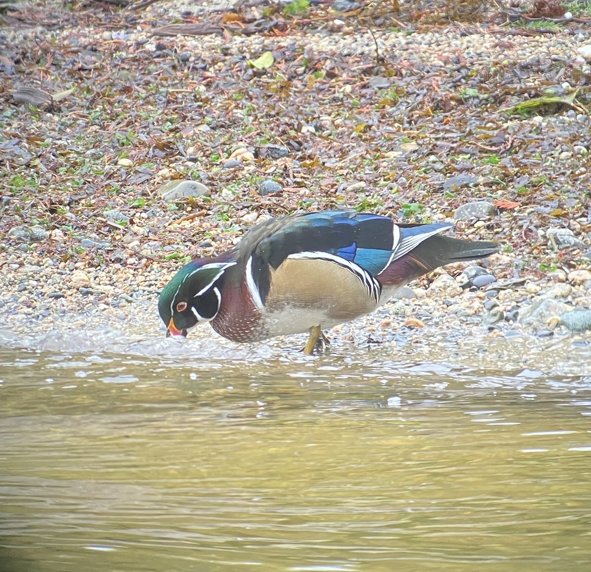 Каролінка - ML645852190