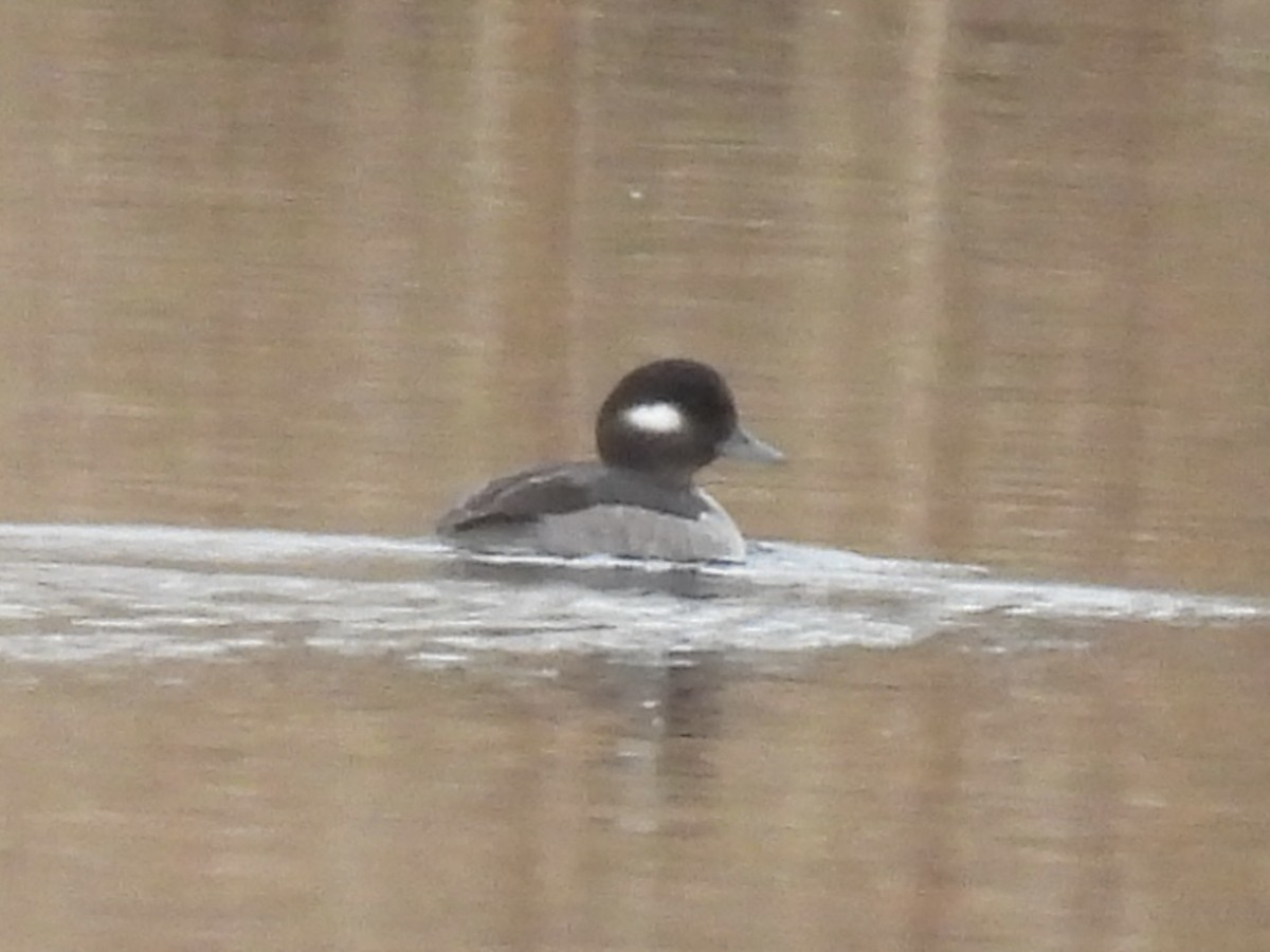 Гоголь малий - ML645852191