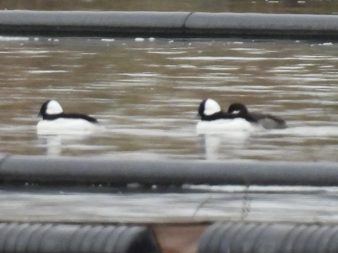 Гоголь малий - ML645852193