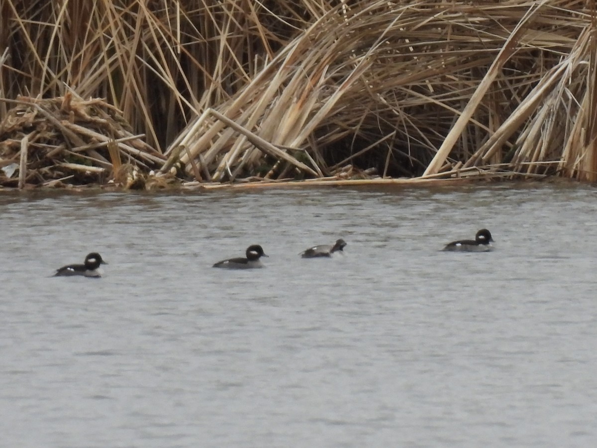 Гоголь малий - ML645852194