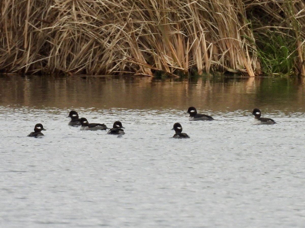 Гоголь малий - ML645852195