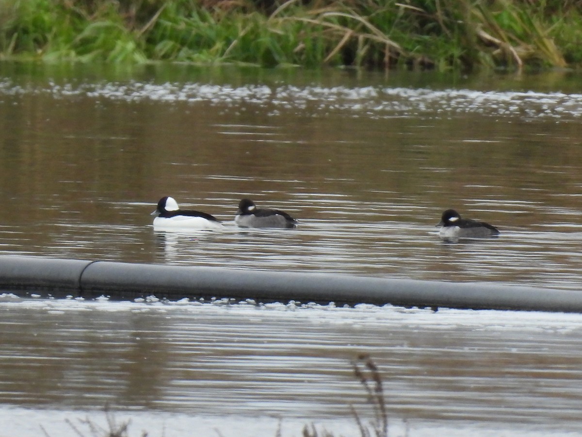 Гоголь малий - ML645852196