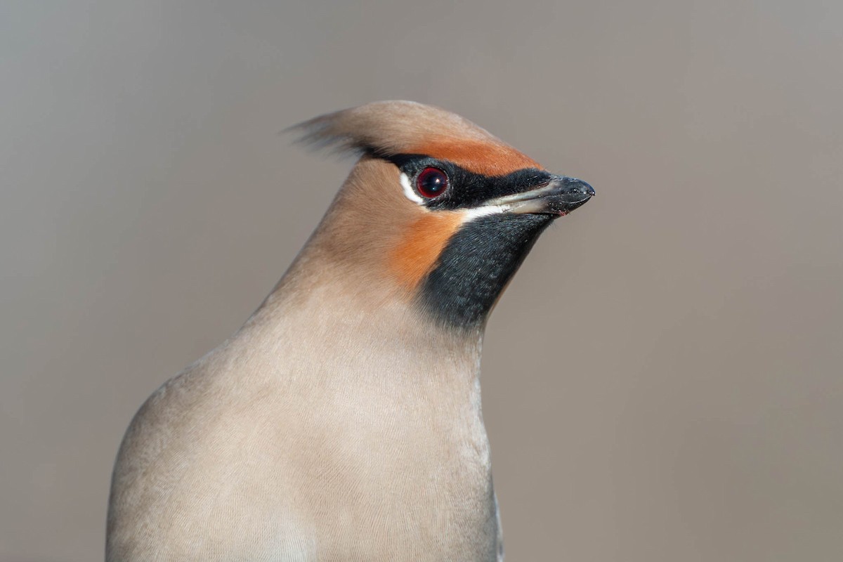 Омелюх звичайний - ML645852197