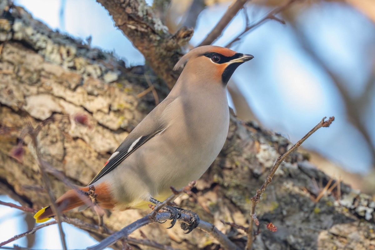 Омелюх звичайний - ML645852198