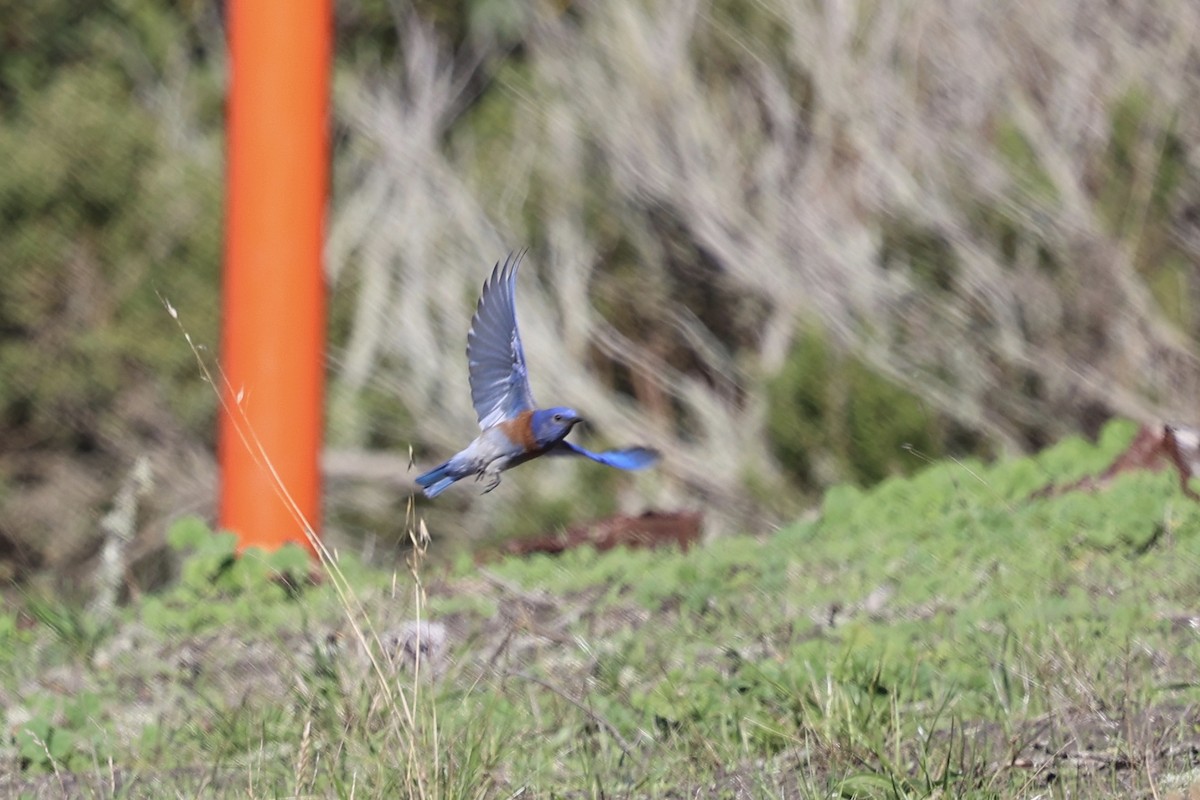 Блакитник західний - ML645852202