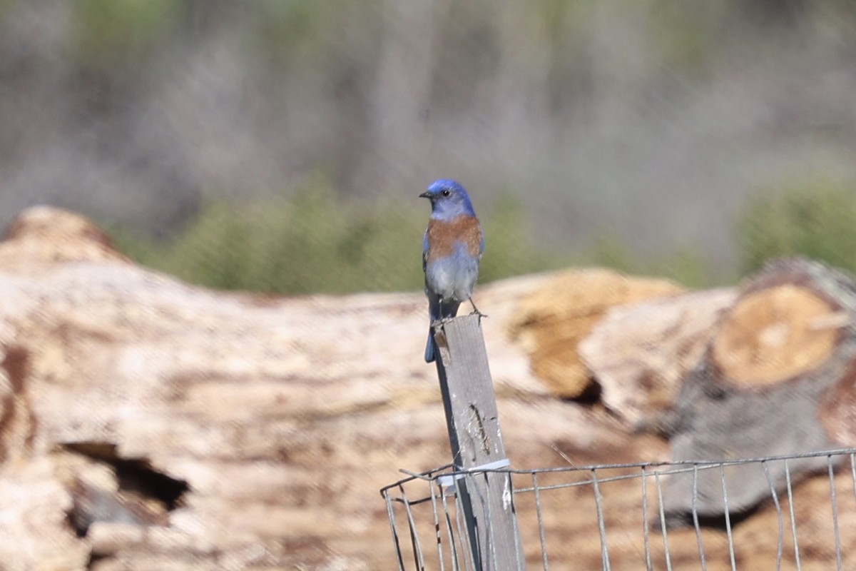 Блакитник західний - ML645852203