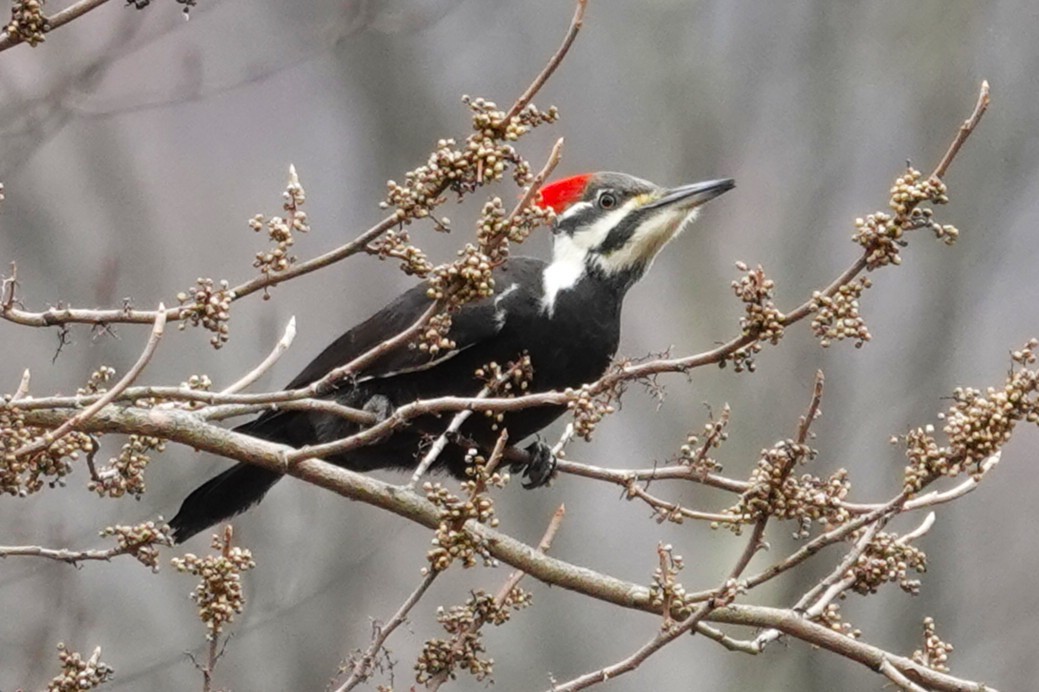 Жовна північна - ML645852205