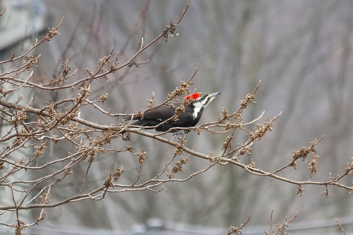 Жовна північна - ML645852206