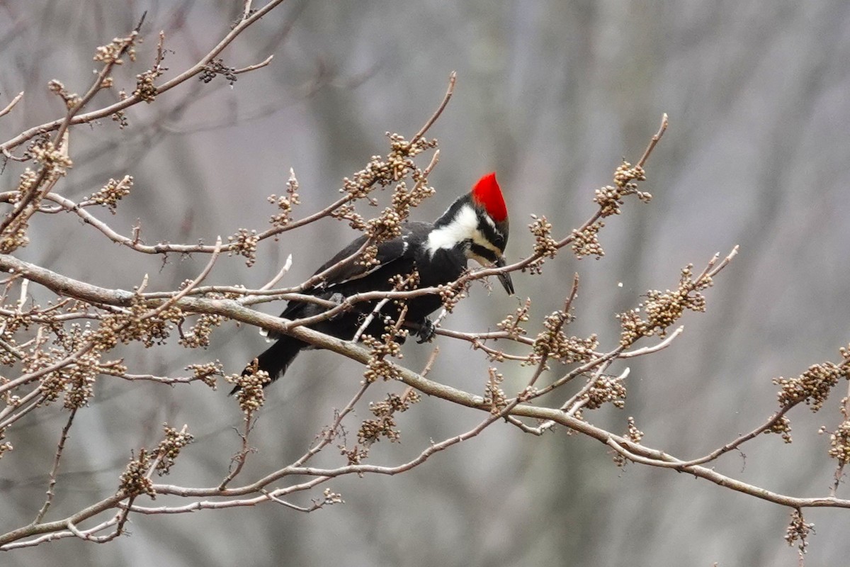 Жовна північна - ML645852207
