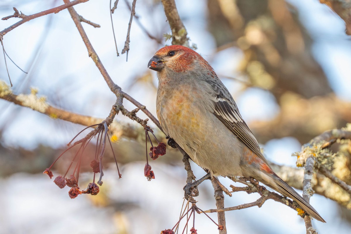 Смеречник тайговий - ML645852208