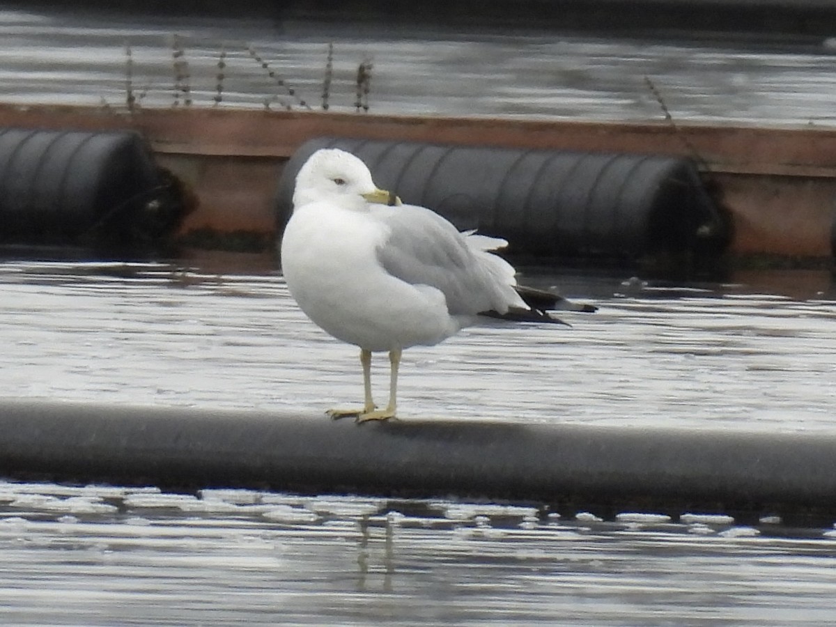 Мартин делаверський - ML645852209