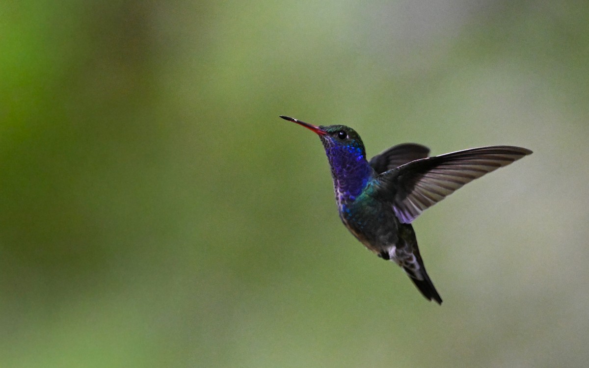 Аріан сапфіровогорлий (підвид bartletti) - ML645852211