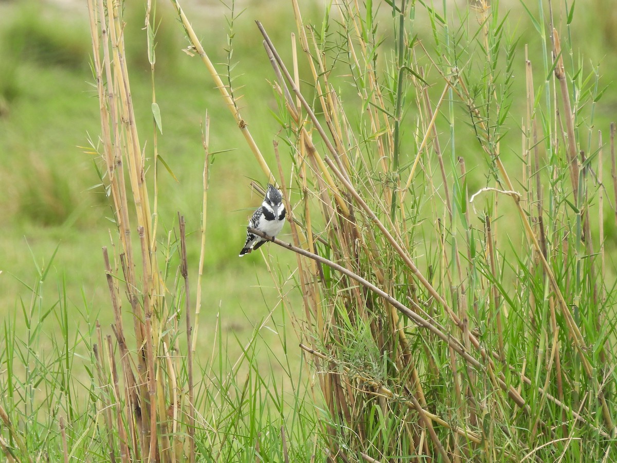 Рибалочка строкатий - ML645852212