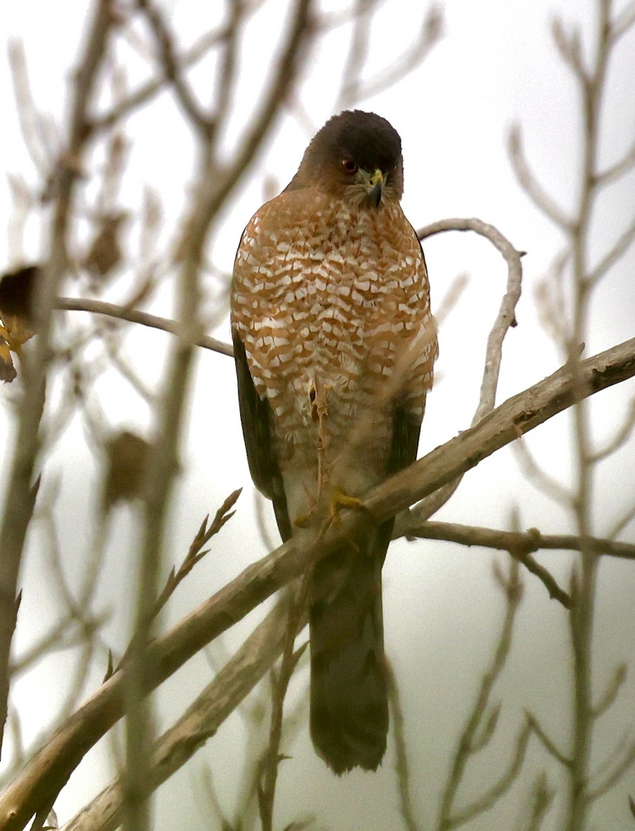 Cooper's Hawk - ML645852213