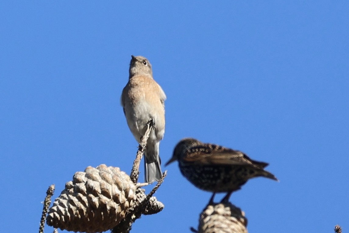 Блакитник західний - ML645852215