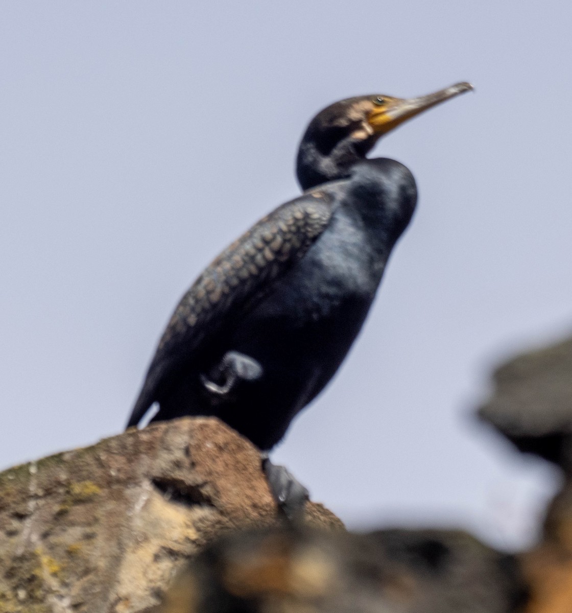 Баклан великий - ML645852216