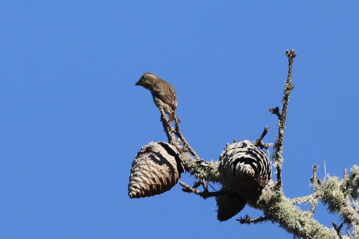 purpurfink - ML645852235