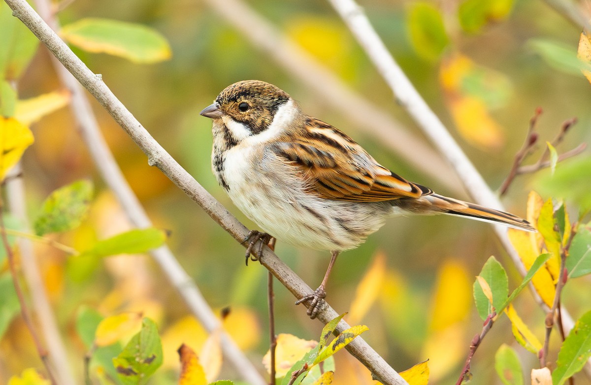 Reed Bunting - ML645852241