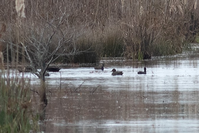 Common Gallinule - ML645852247