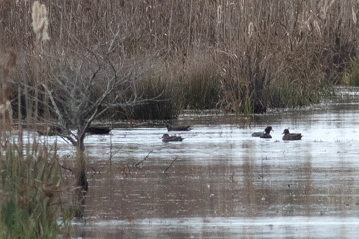 Common Gallinule - ML645852248