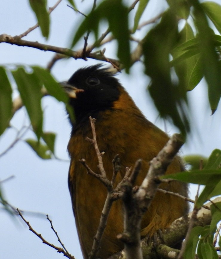 Красношейный толстонос - ML645852257