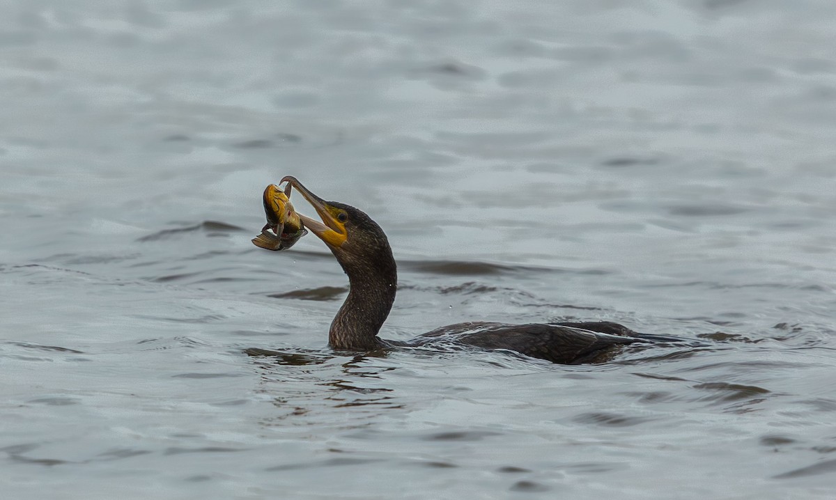kormorán velký (ssp. sinensis/hanedae) - ML645852266