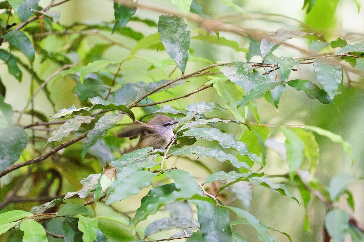 チャイロセンニョムシクイ - ML645852267