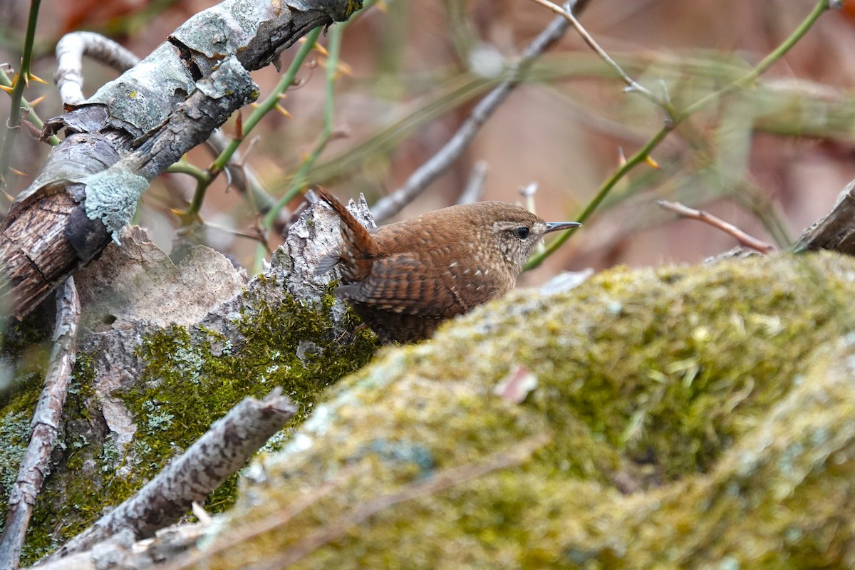 Winter Wren - ML645852282