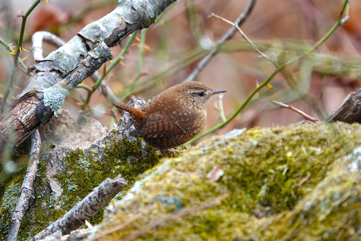 Winter Wren - ML645852283