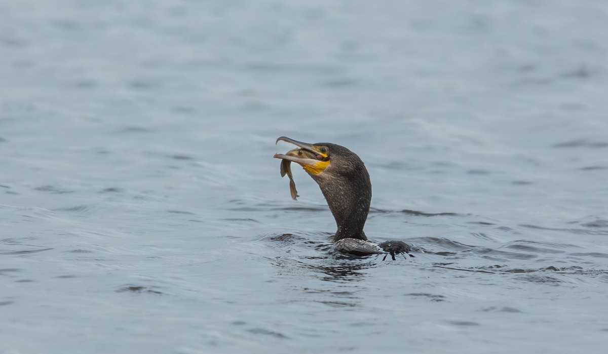 kormorán velký (ssp. sinensis/hanedae) - ML645852299