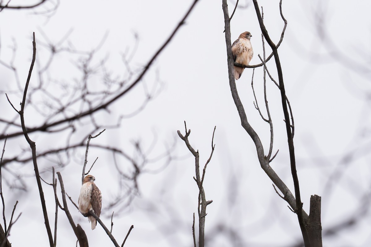 Red-tailed Hawk - ML645852325
