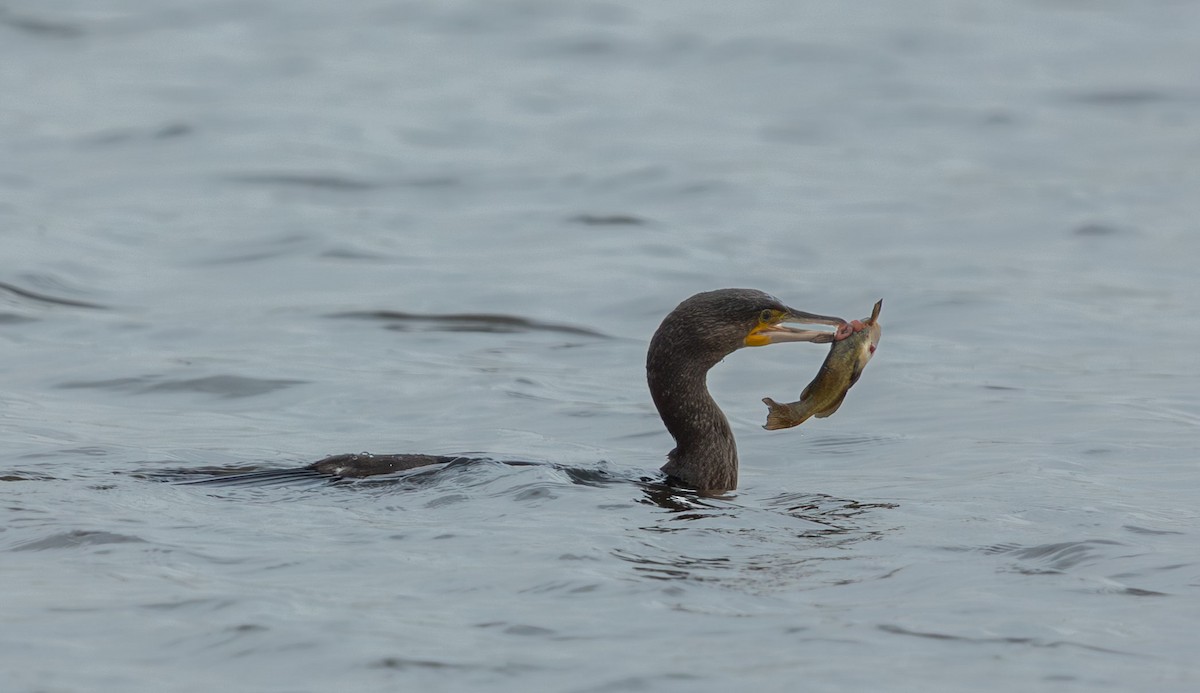 kormorán velký (ssp. sinensis/hanedae) - ML645852331