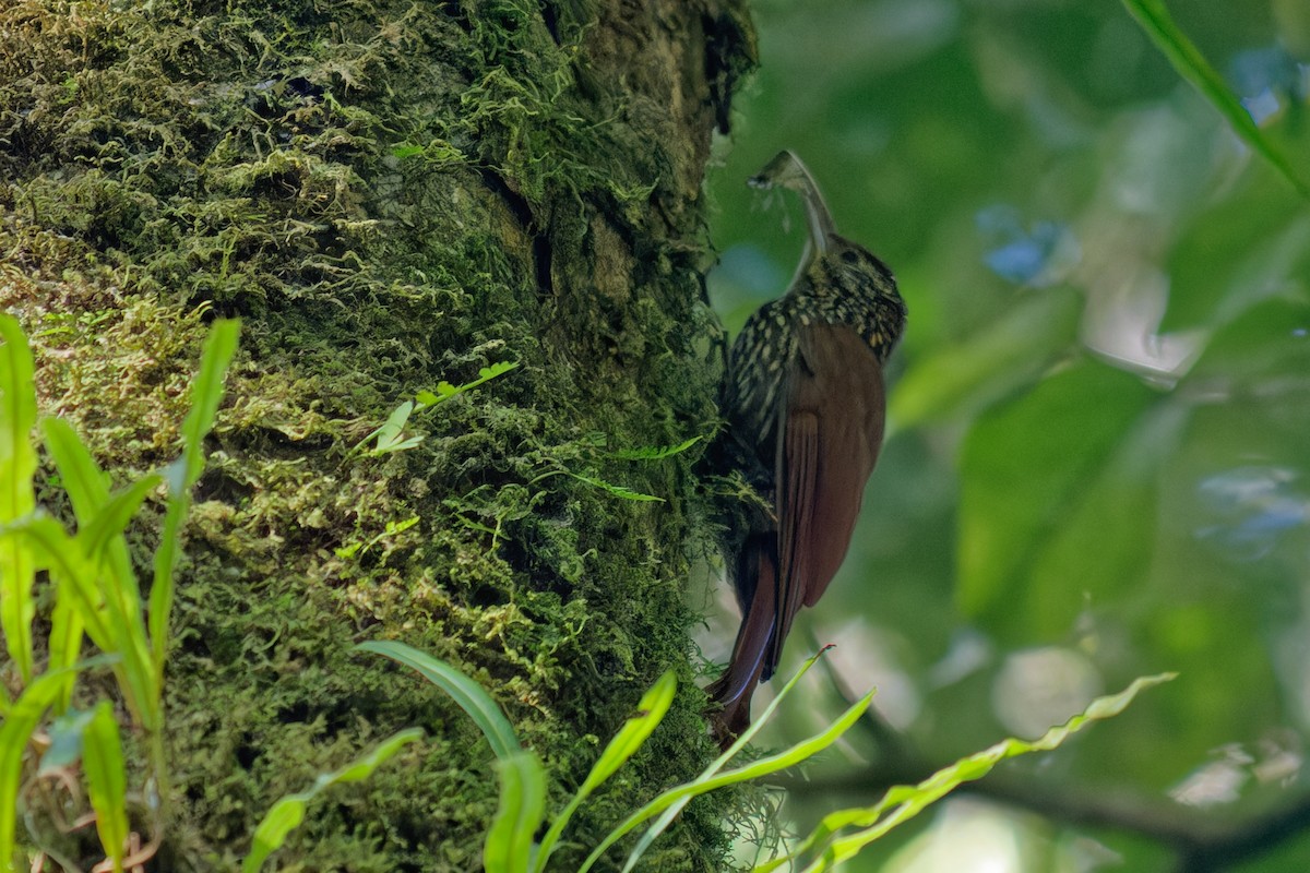 Spotted Woodcreeper - ML645852335
