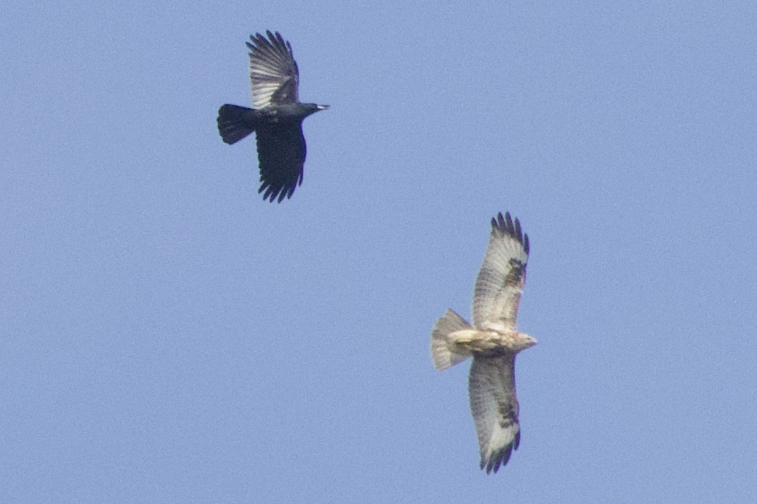Himalayan/Eastern Buzzard - ML645852336