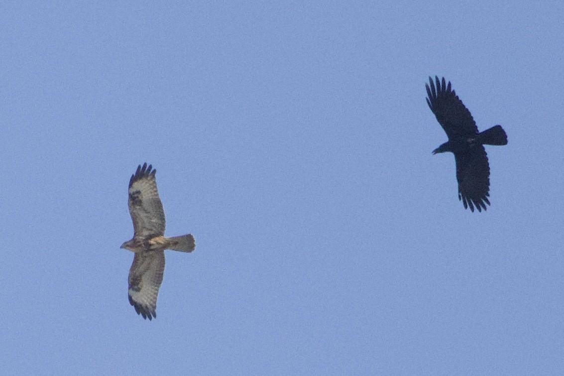 Himalayan/Eastern Buzzard - ML645852337