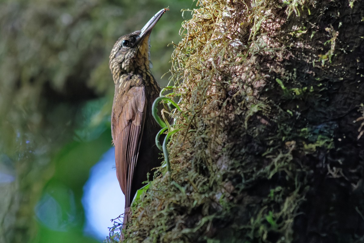Spotted Woodcreeper - ML645852338