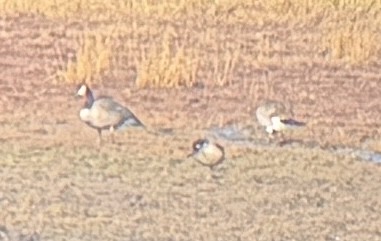 Cackling Goose (Aleutian) - ML645852341