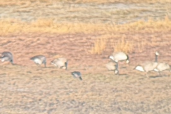 Cackling Goose (Aleutian) - ML645852342