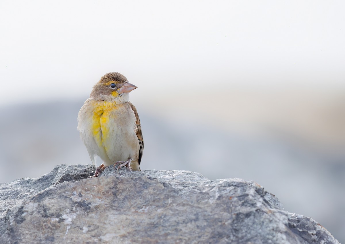 Dickcissel - ML645852345